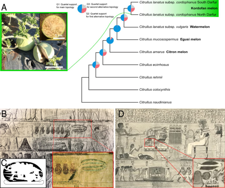 Aスイカの系統、B・Cエジプトの壁画に見られるスイカ