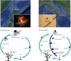 寿命に限りがあるT.ruba（左）と不死身のT.dohrnil（右）の分布地とライフサイクル