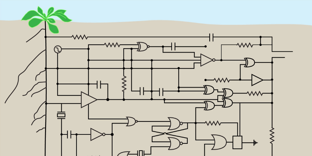 人工遺伝子回路を設計して、植物の構造を変化させる
