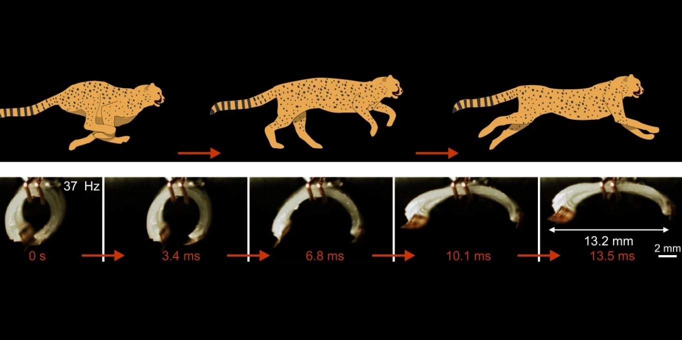 チーターより素早く走る小型ソフトロボット