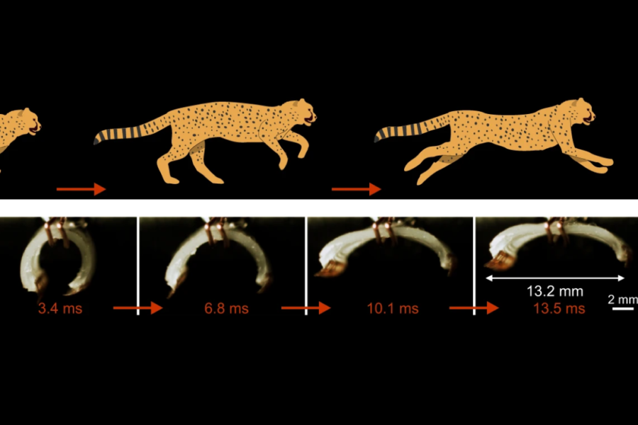チーターよりずっとはやい！　「爆速で走るソフトロボット」を開発！