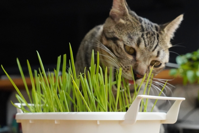 猫草とネコ