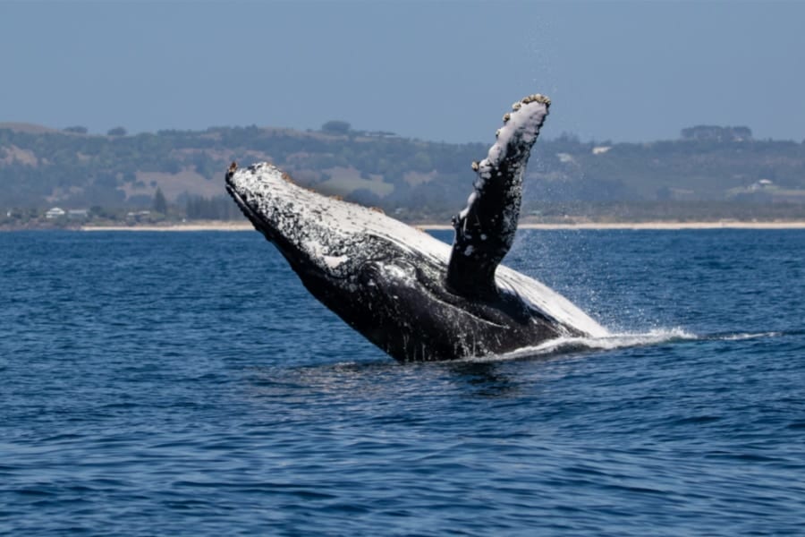 ザトウクジラの歌は伝播する