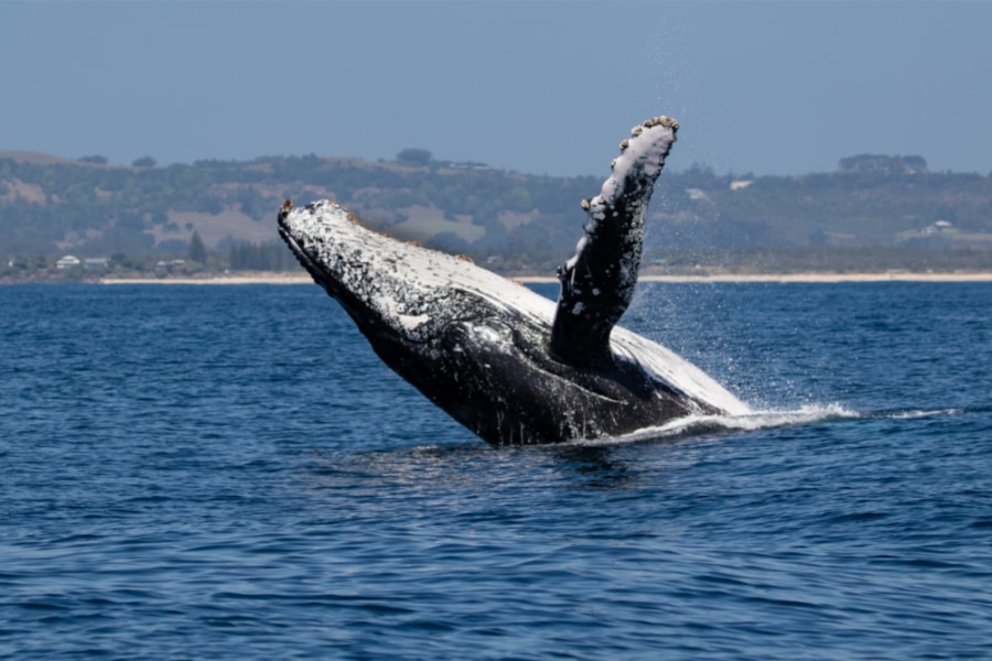 ザトウクジラの歌は伝播する