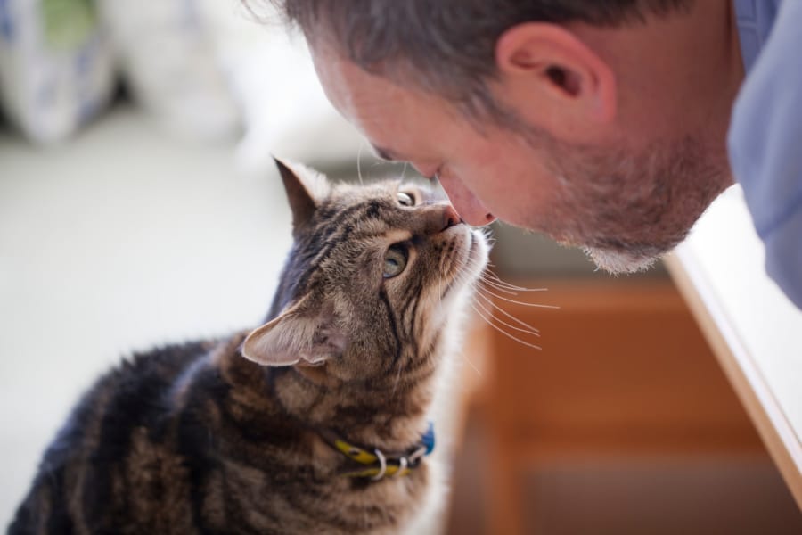 一見分かりづらいネコの飼い主に対する愛情表現