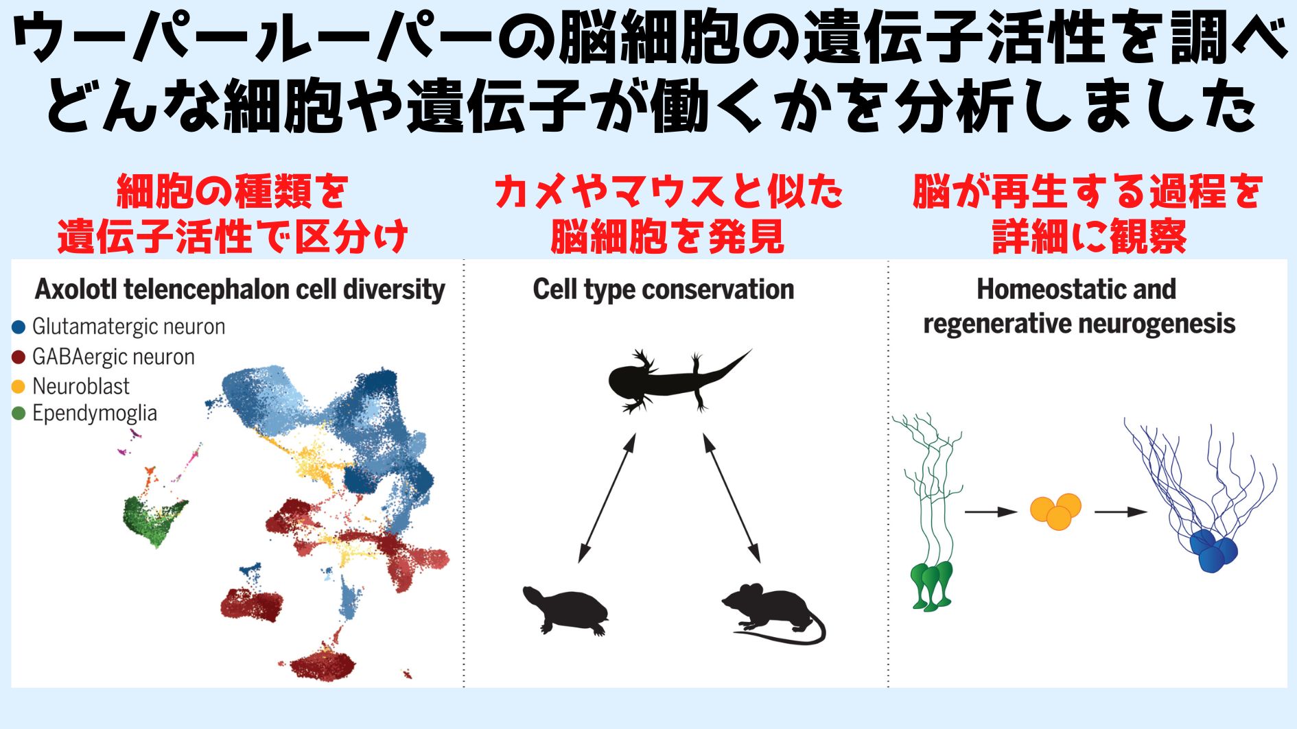 （左）単一核マルチオームシーケンスにより、ウーパールーパーの終脳（大脳）における細胞タイプと特異的遺伝子の包括的データを概観を得ることができました。 （真ん中）単一細胞データの種間比較により、ウーパールーパーの脳細胞が爬虫類や哺乳類に似た細胞を持つことが判明。 （右）脳損傷後のsnRNA-seqによる時間経過から、再生と恒常的な神経新生の違いと類似性を明らかにしました。