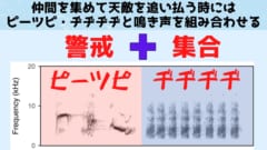 ピーツピは仲間に警戒を伝える鳴き声でヂヂヂヂは仲間に集合を伝えるが合わさると別の意味になる