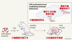 共通症状の元となる脳回路を遮断する薬は汎用的な「抗病気薬」になる