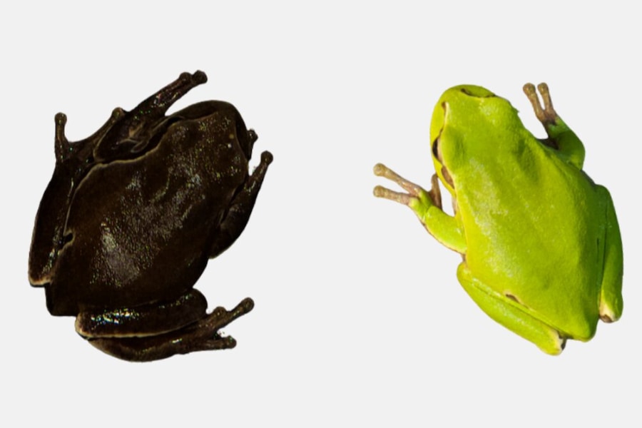 ルビーインゾイサイト 蛙 カエル 鉱物標本 情熱・積極性・直観力・洞察力