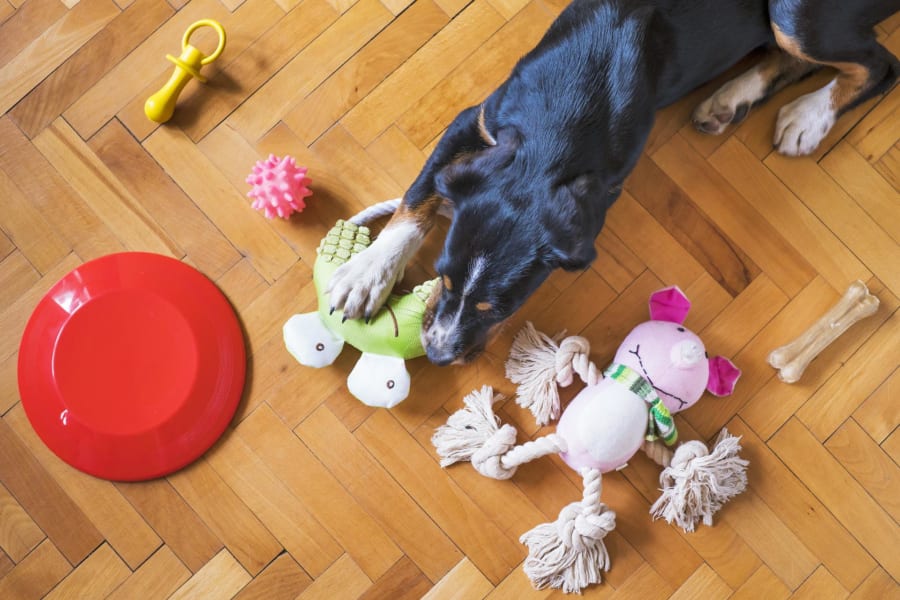 おもちゃを選ぶ犬