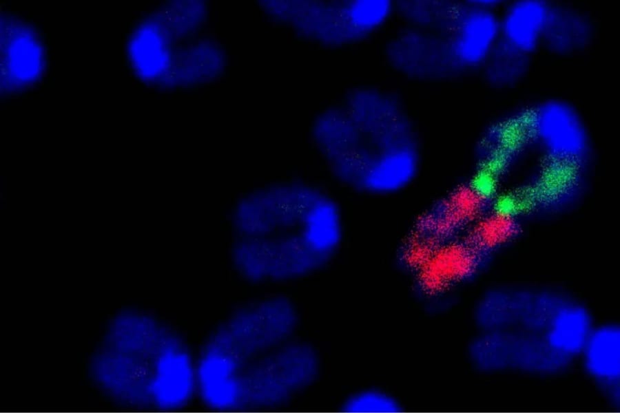 マウスの染色体数を変更した人工種を作ることに成功！　野生種と交配困難に！