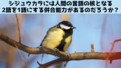 シジュウカラたちは鳴き声を組み合わせて文章を作れる