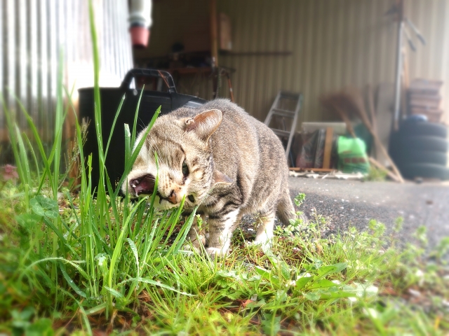 野良猫には猫草が必要かも