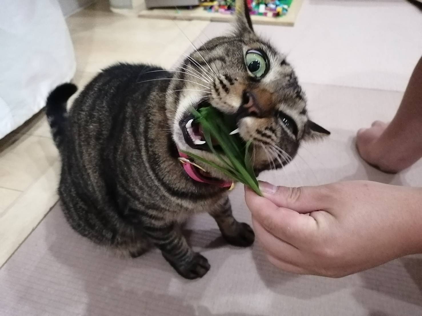 カットした猫草を食べるわが家のネコ