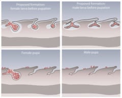 左上：メス幼虫のヒダ、右上：オス幼虫のヒダ、左下：メス蛹のヒダ、右下：オス蛹のヒダ（赤点がバークホルデリア）