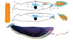 Typhloesus wellsiの歯舌の構造。歯舌は裏返って体内に収まっているが、捕食時に口から射出される