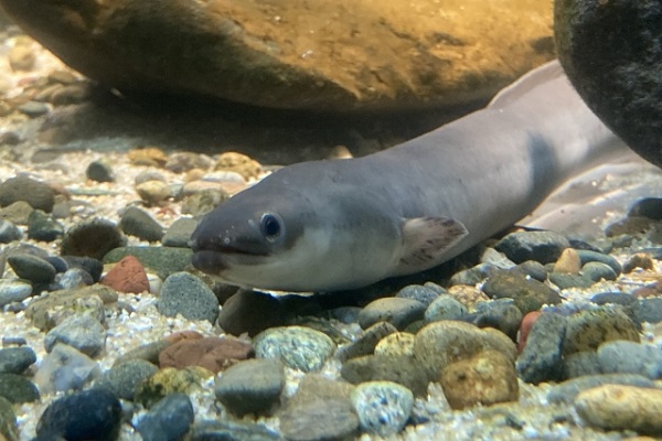 ウナギ放流では数が増えない？！養殖ウナギは天然ウナギの中で生き残れるのか？