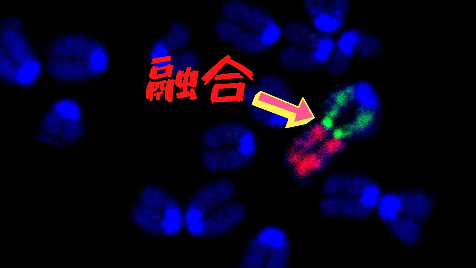 マウスの染色体数を20対から19対に変更した人工種を作ることに成功！