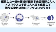 精子を使わずに次世代を作る方法が開発されている