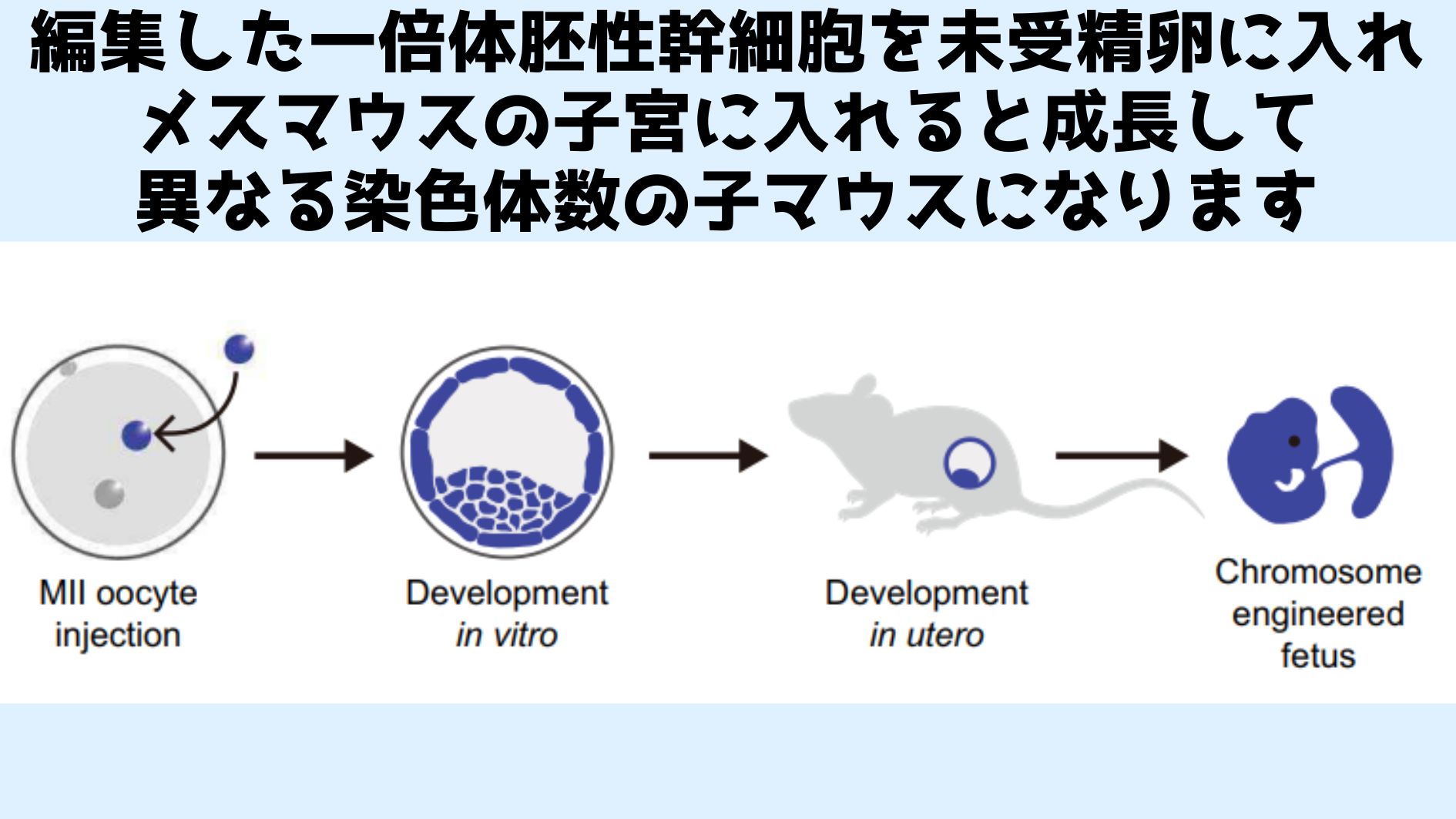 精子を使わずに次世代を作る方法が開発されている