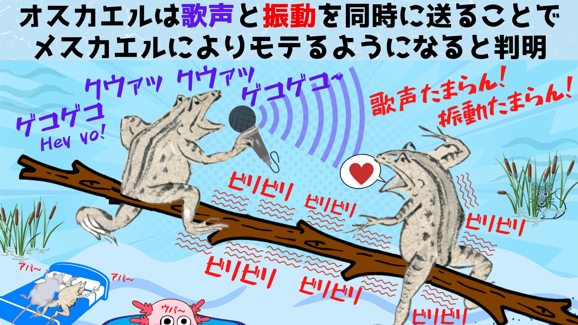 一部のカエルは鳴き声と同時に振動を感じると交尾しやすくなると判明