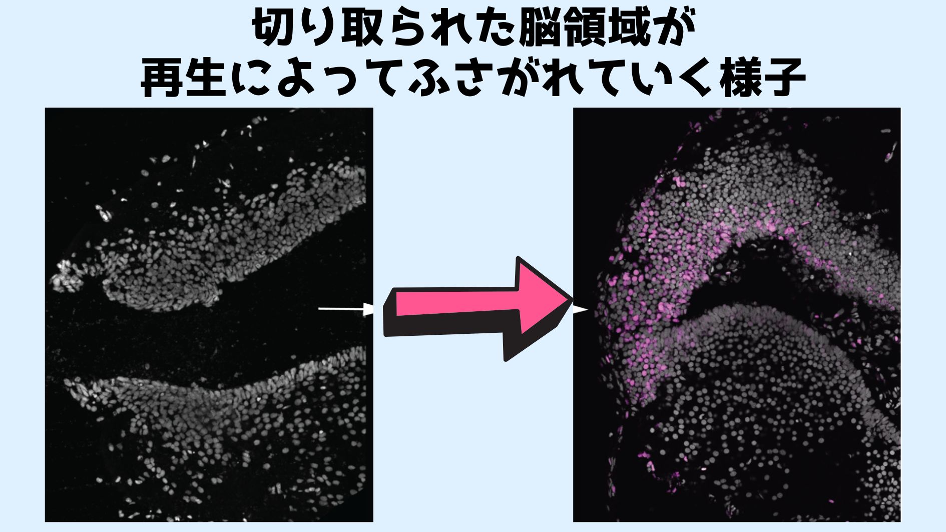 再生は３段階にわかれる