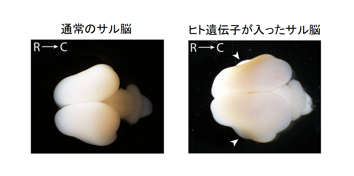 ヒトだけが持つ「知恵の実」遺伝子がチンパンジーの脳オルガノイドを人化すると判明の画像 2/4