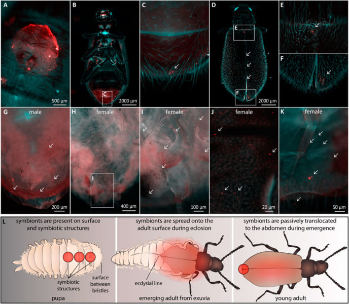 脱皮線に沿って蛍光ビーズが腹部先端に移動するのを確認