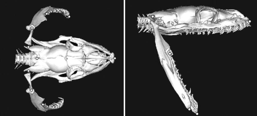 CT スキャンしたビルマニシキヘビの頭部