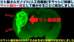 ヒト脳オルガノイドをラット脳に移植し接合することに成功！