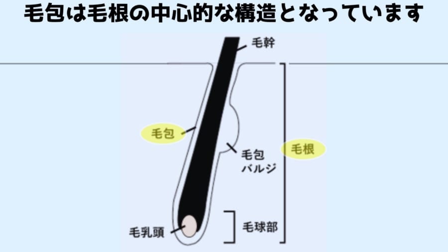 毛包は毛根の中心的な構造です