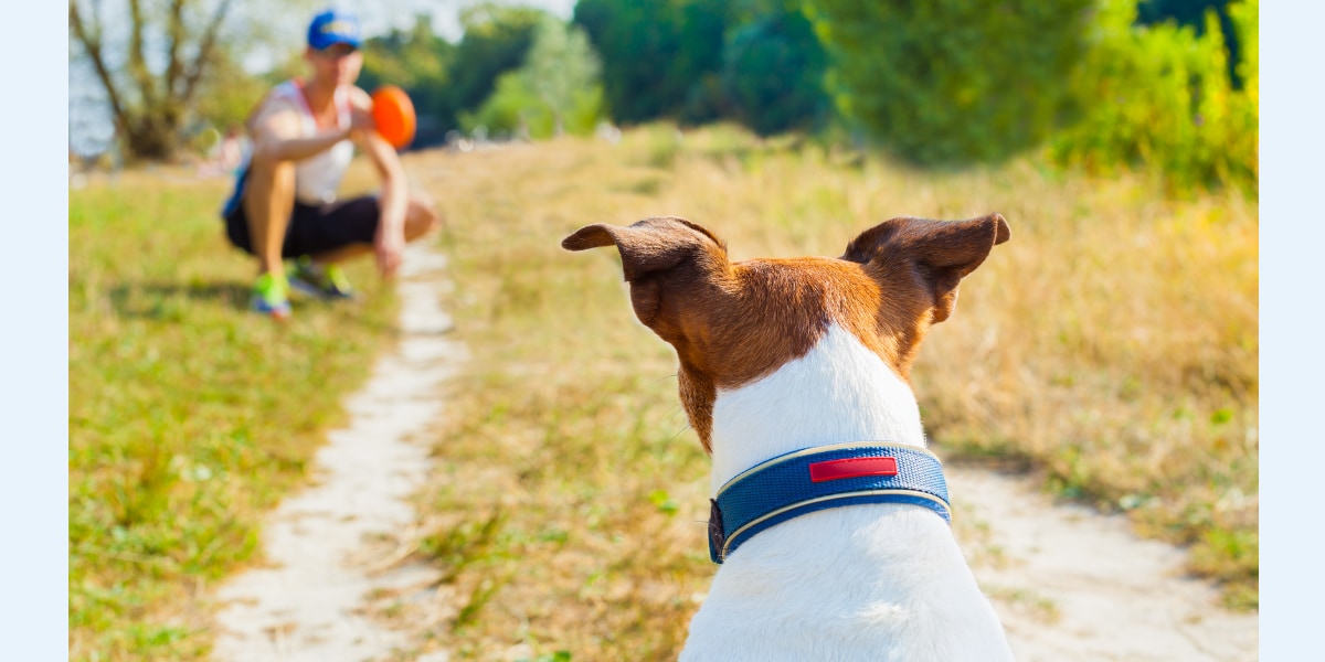 メス犬は人の能力を見極めて、「有能な人」に近づいていた！