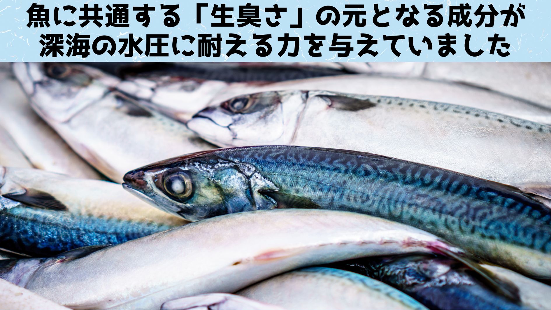 魚に共通の「生臭さ」が極限水圧で生き残る力を与えていたと判明！