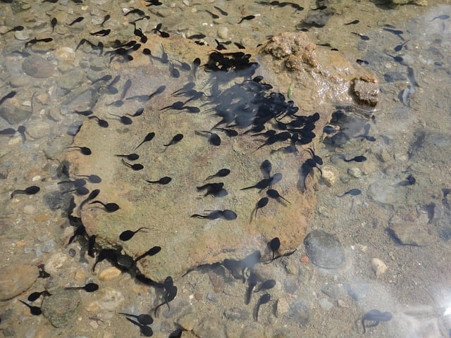 群れは流れに逆らって泳ぐ（イメージ）