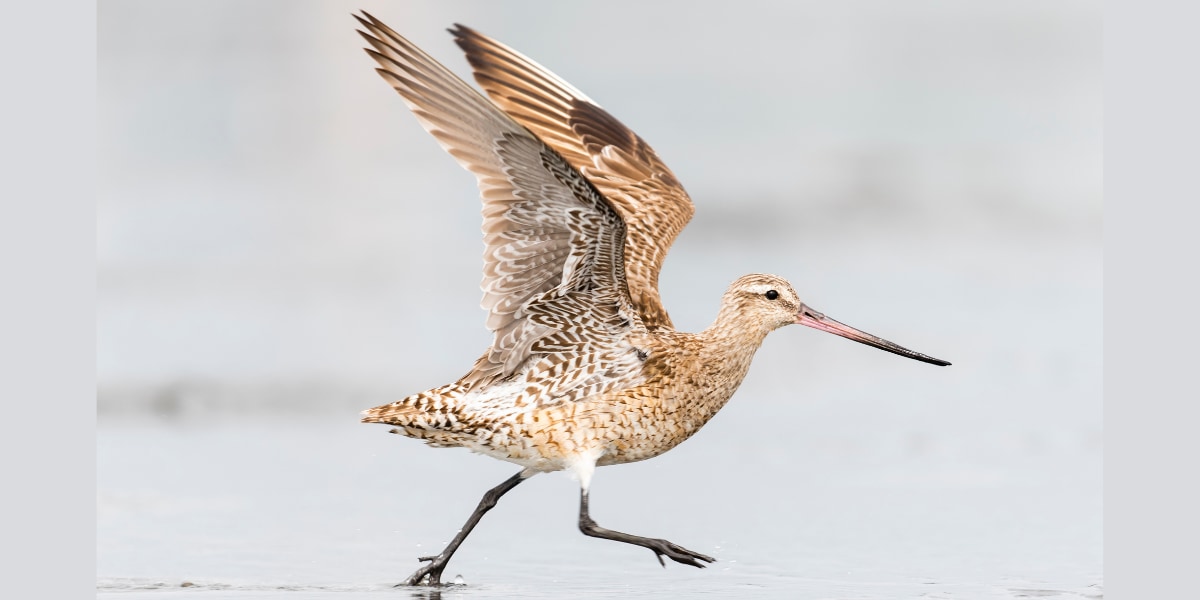 アラスカからタスマニアまで休憩なし!?　渡り鳥のノンストップ飛行記録更新！の画像 1/2