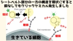 シートベルトの腕の一方の構造を環状にすると銅がいらなくなる