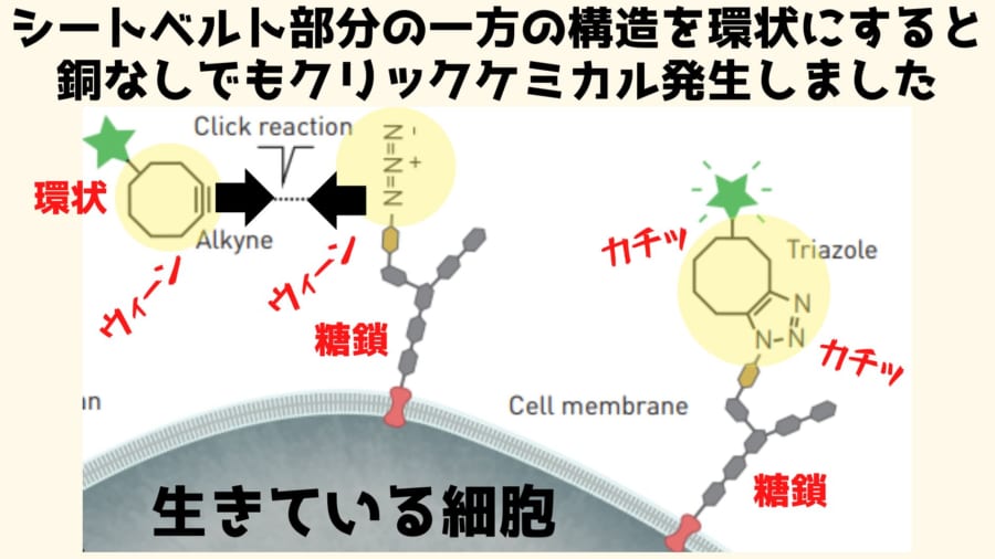 シートベルトの腕の一方の構造を環状にすると銅がいらなくなる