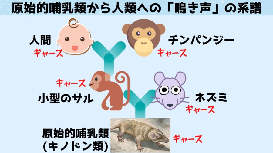 鳴き声をあげられる能力をもとに、共通先祖を調べていく