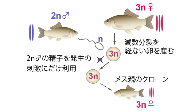 「雌性発生」の流れ