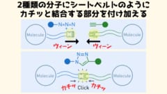 2種類の分子をシートベルトをカチッとはめるように結合できる