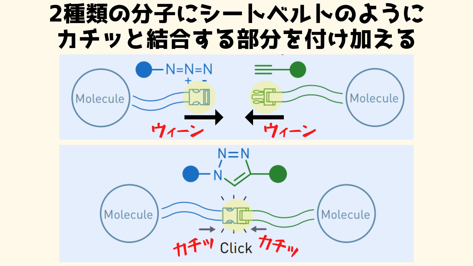 2種類の分子をシートベルトをカチッとはめるように結合できる