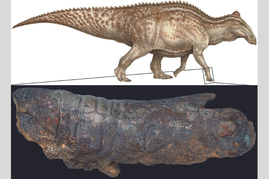 皮膚つきの化石はなぜできる？ 「恐竜ミイラ化」の新たなプロセスが判明 - ナゾロジー