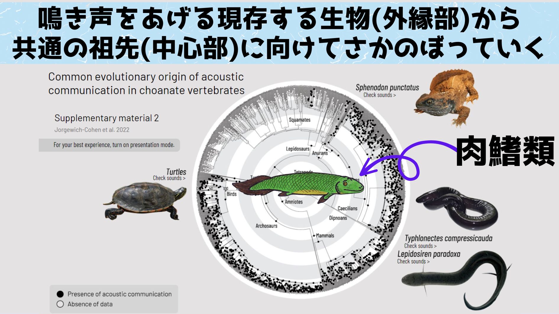 肺を使った鳴き声をあげる能力は４億年前の肉鰭類に起源がありました