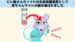 赤ちゃんラットの脳を生体培養装置にしてヒト脳オルガノイドの高度な成長を達成しました