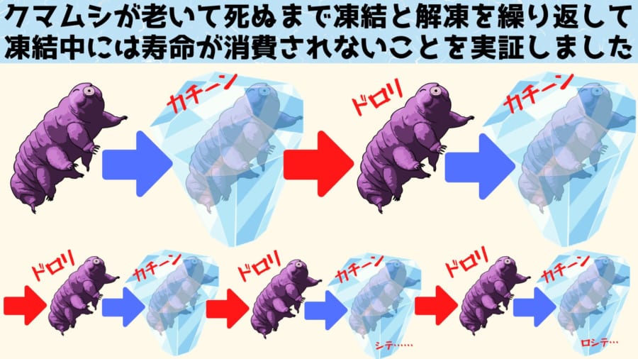 クマムシの寿命が尽きるまで1週間ごとに凍結と解凍を繰り返した