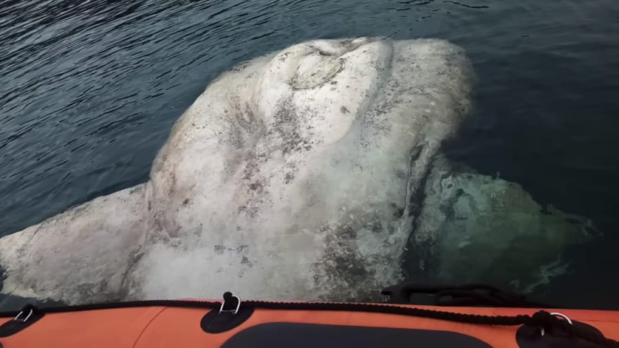 水面に浮かんでいるところを発見！