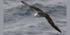 あえて危険な台風の中心を目指す海鳥「オオミズナギドリ」　彼らはなぜ”台風の目”に向かうのか？の画像 1/3