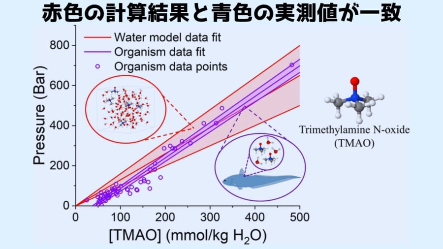 計算結果と実際に測定された魚のTMAO濃度と深度の比率がよく一致している