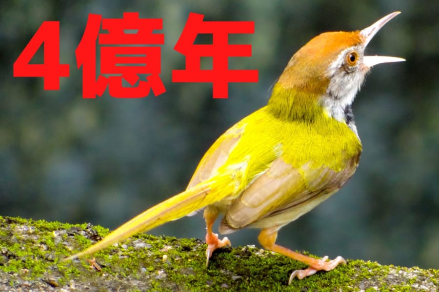 生物が最初に声を発したのはいつ？　動物の「鳴き声の起源」が4億年前に遡ると判明