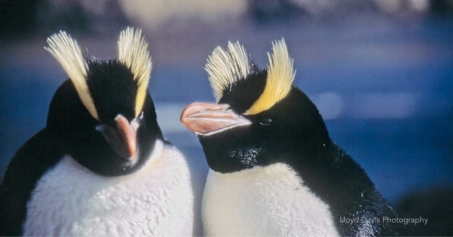 最初に生まれた卵を捨てる」ペンギンの謎、その理由が切実すぎた - ナゾロジー